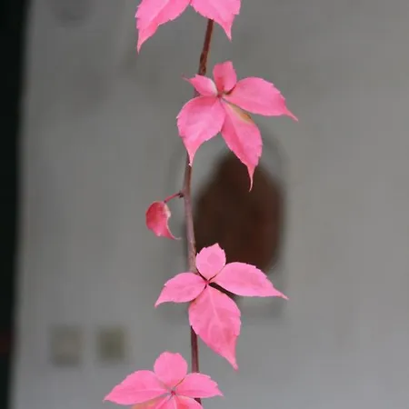 Schloss Frauenthal 도이치란즈베르그