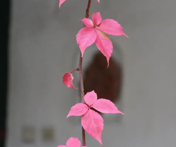 Schloss Frauenthal Deutschlandsberg